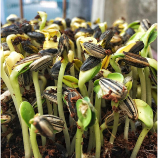 เมล็ดต้นอ่อนทานตะวันงอก เมล็ดพันธุ์ทานตะวัน เมล็ดทานตะวัน  (sunflower sprout seed)