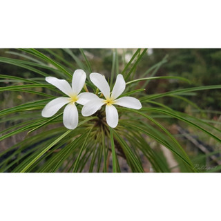 ต้นลีลาวดี filifolia ลีลาวดีที่มีใบเหมือนต้นสน สายพันธุ์จากประเทศคิวบา