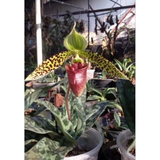 กล้วยไม้รองเท้านารีสุขกุล พันธุ์แท้ paphiopedilum sukhakulii รองเท้านารีสุขกุล ชุดละ150