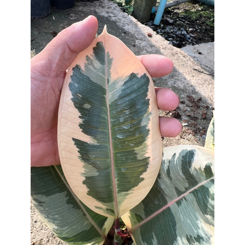 มุมมอง 2