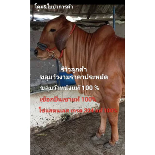 ขลุมวัว หนังแท้ เม่าวัว เค่าวัว เชือกปีนเขาแท้ อย่างดี โซ่แสตนเลส เกรด 304 แท้ 100 %