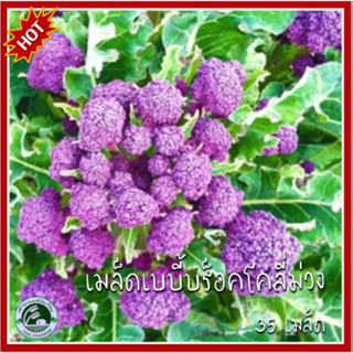 35 เมล็ด บร็อคโคลี่ม่วง เมล็ดบร็อคโคลี่ม่วง  เมล็ดบรอกโคลีสีม่วง บรอกโคลีสีม่วง (Purple Broccoli)