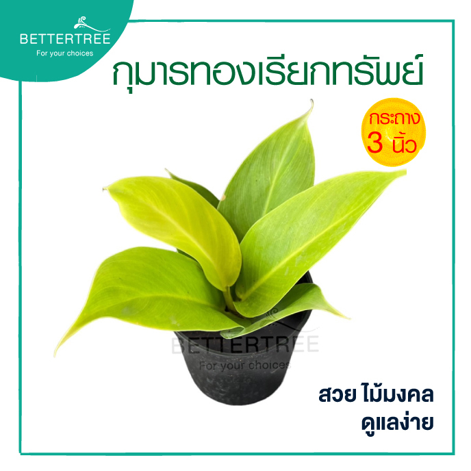กุมารทองเรียกทรัพย์  กระถาง 3 นิ้ว ต้นไม้ฟอกอากาศ ต้นไม้มงคล