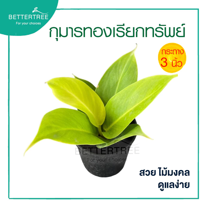 กุมารทองเรียกทรัพย์ กระถาง 3 นิ้ว ต้นไม้ฟอกอากาศ ต้นไม้มงคล