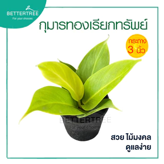 กุมารทองเรียกทรัพย์ กระถาง 3 นิ้ว ต้นไม้ฟอกอากาศ ต้นไม้มงคล