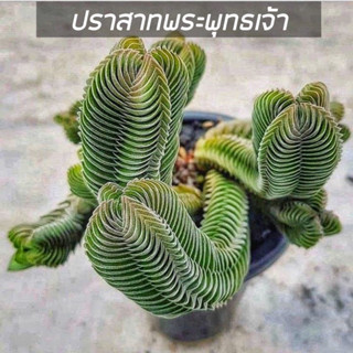 [ถูกที่สุด]ต้นปราสาทพระพุทธเจ้า Crassula Bhuddha Temple , cactus &amp; succulent,แคคตัส ไม้อวบน้ำ กุหลาบหิน ต้นไม้ ดอกไม้