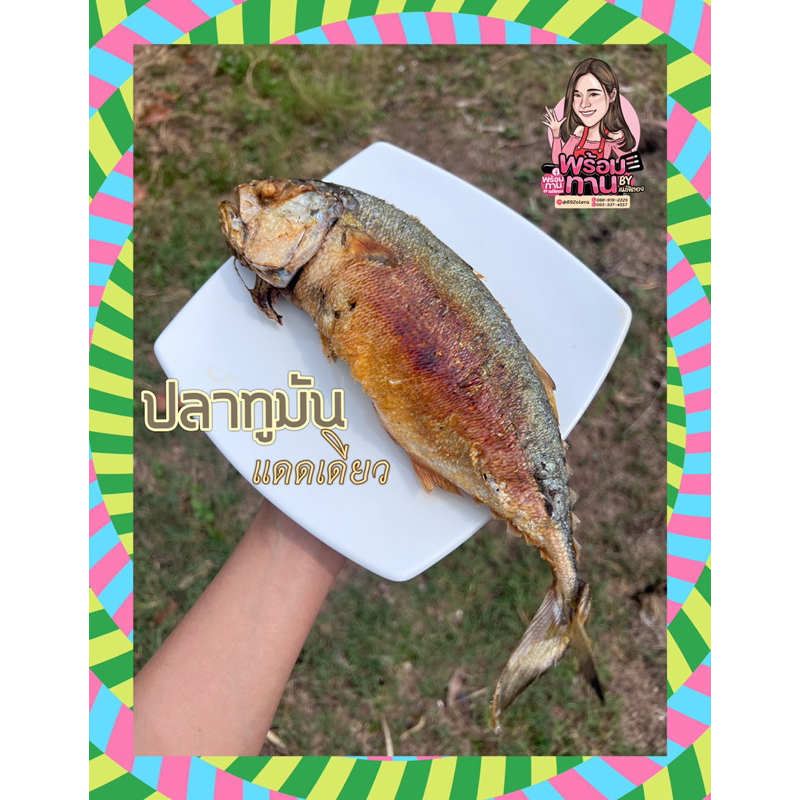 ปลาทูมัน-แดดเดียว🐟ตัวใหญ่ Size: XL ✨ขนาด 500 กรัม เนื้อแน่น !! ไม่เค็ม ของอร่อยเมืองแม่กลอง