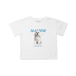 Maltese dog ลายใหม่สุดคิ้ว ผ้าหนานุ่ม พร้อมส่ง