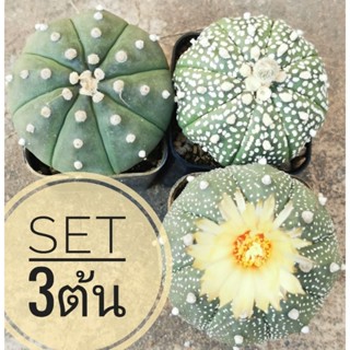 แอสโตร​ไฟตั้ม set 3 ต้น #แคสตัส castus​ astrophytum แอสโตร แอสโตร​ไ​ฟตั้​ม แอสโตรไฟตัม กระบองเพชร แอสโตรวี super