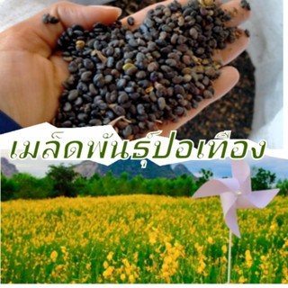 เมล็ดพันธุ์ปอเทือง 5 กิโลกรัม