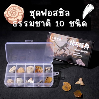 ฟอสซิลธรรมชาติ เซต 10 ชิ้น Natural fossils for little explorer