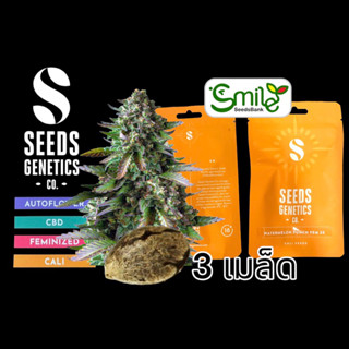 เมล็ดกัญชา Seeds Genetics - Watermelon Punch (Fem)