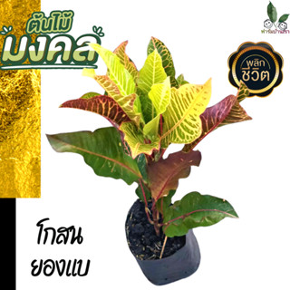 ต้นโกศล ต้นโกสน ไม้มงคล ในถุงชำต้นแข็งแรง พร้อมส่ง ต้นไม้มงคล โกศล (Croton) ใบเขียวเรียกทรัพย์ ( ใบไม้) ต้นโกสน ยองแบ