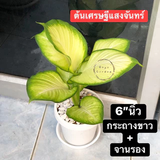 ต้นเศรษฐีแสงจันทร์ไม้มงคลเรียกทรัพย์กระถางขาว10นิ้วพร้อมจานรองโรยหินภูเขาไฟไม้ฟอกอากาศ