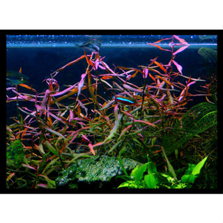 Polygonum sp. sao paulo ต้นไม้น้ำพร้อมปลูก **กรุณาอ่านก่อนสั่งซื้อ**