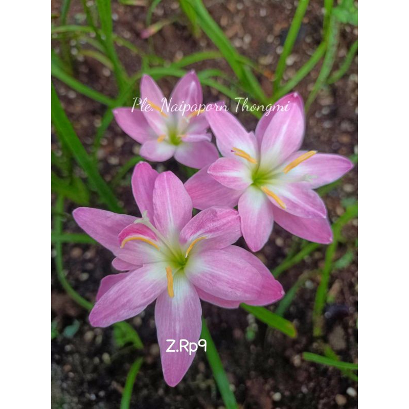 บัวดิน สีชมพูมี9กลีบ Z.RP9 7หัว50บาท