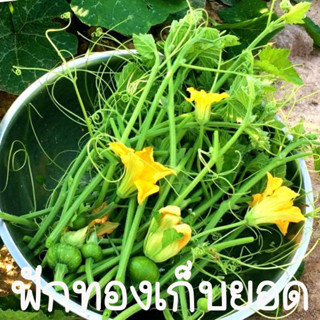 ฟักทองเก็บยอด🎯ถูกที่สุด10บ.🎯ฟักทองเก็บยอด 5 เมล็ด☘️เมล็ดงอกง่าย🌱ต้นกล้าโตไว🎈ยอดอร่อย