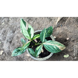 Syngonium Tricolor(ไตรคัลเลอร์)