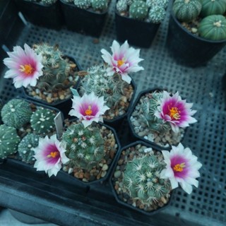 mammillaria shumanii แมมชุแมนดอกผักบุ้ง