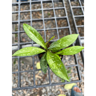 hoya crassipetiolata splash