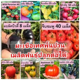 เมล็ดพันธุ์มะเขือเทศพื้นบ้าน สามารถปลูกต่อได้