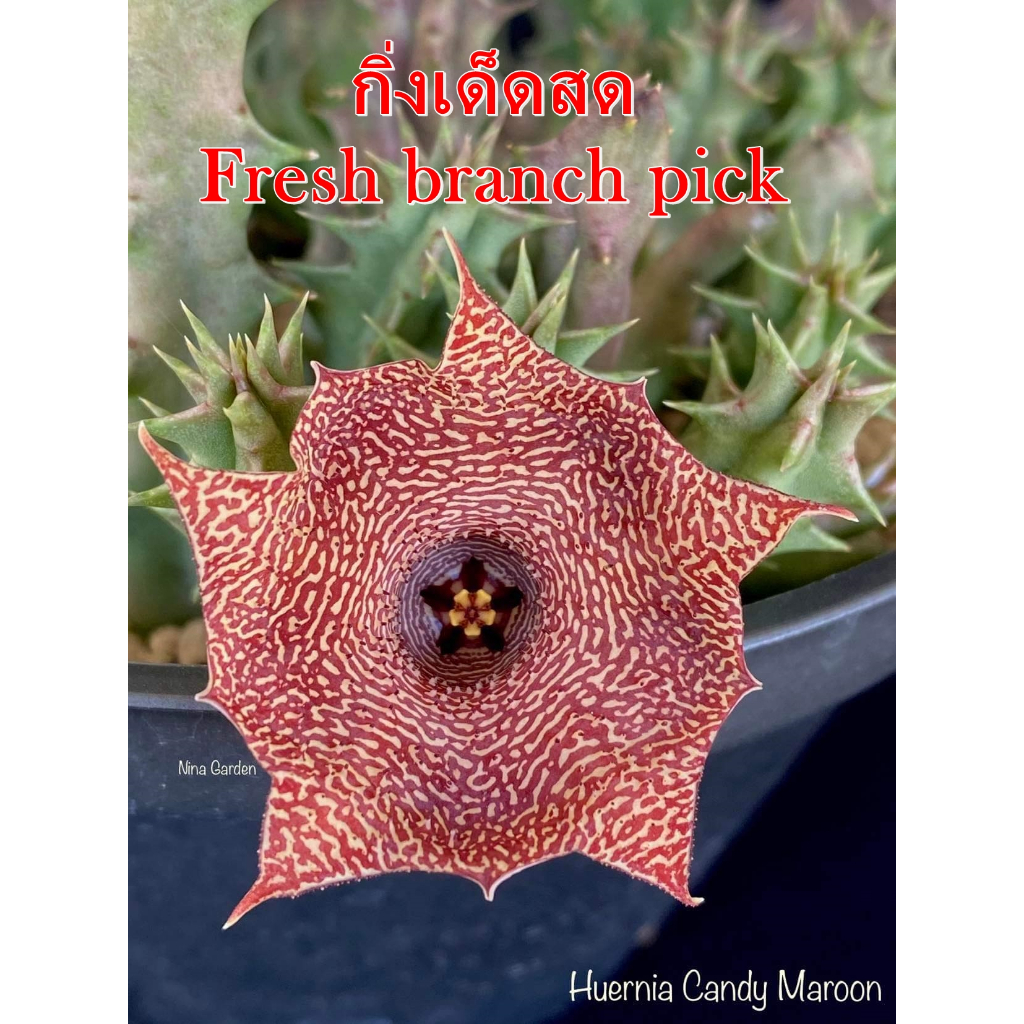เก๋งจีน Huernia Candy Maroon *กิ่งเด็ดสด* แคคตัส ไม้อวบน้ำ Cactus and Succulent