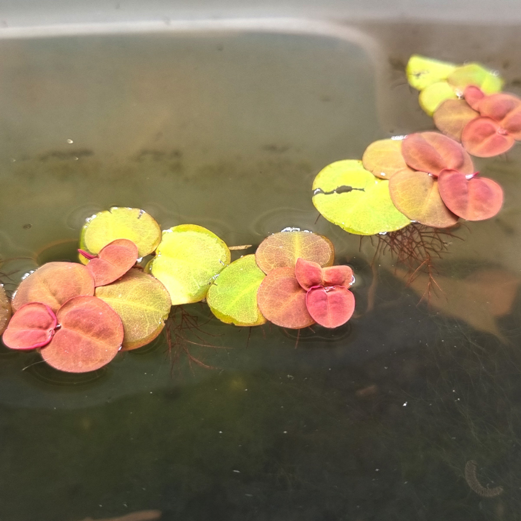ต้นไม้น้ำ จอกแดงญี่ปุ่น Red Root Floater (Phyllanthus Fluitans)