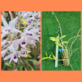 สายม่วงทรานพาเรน Den.transparens เป็นตระกูลเดียวกันกับสายม่วงเวียดนามแต่สีดอกอ่อนกว่าดอกโรยแล้ว