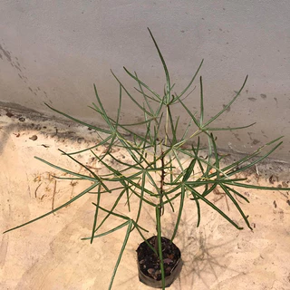 บอทเทิลทรี (Queensland bottle tree)ต้นขวด ไม้ยักใหญ่ สูง 65-75 ซม.