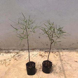 บอทเทิลทรี (Queensland bottle tree)ต้นขวด ไม้ยักใหญ่ สูง 65-75 ซม.