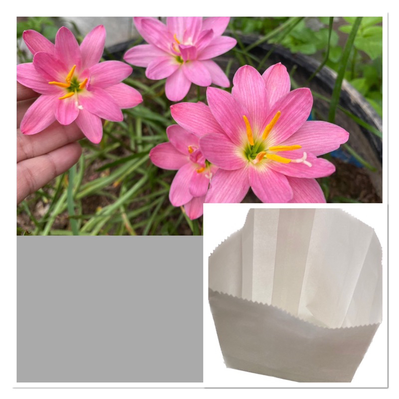 84ว.หัวดอกบัวดิน Miss Ruby หัวละ 20 บาท