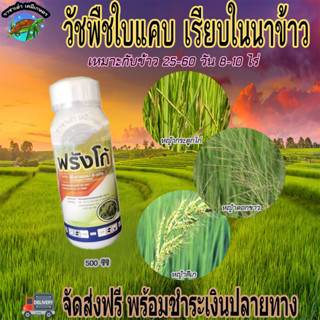 ฟรังโก้ 500ซีซี กำจัดหญ้าใบแคบในนาข้าว เก่งหญ้าลิเก หญ้าดอกขาว หญ้ากระดูกไก่ ปลอดภัยต่อข้าว ราชาเต่าเกษตร