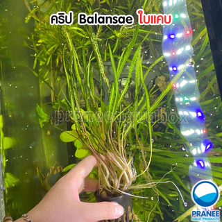 คริป Cryptocoryne Balansae ต้นไม้น้ำ มี 2 ชนิด พร้อมปลูก ตกแต่งตู้ปลา ***กรุณาอ่านรายละเอียดก่อนสั่งซื้อ***