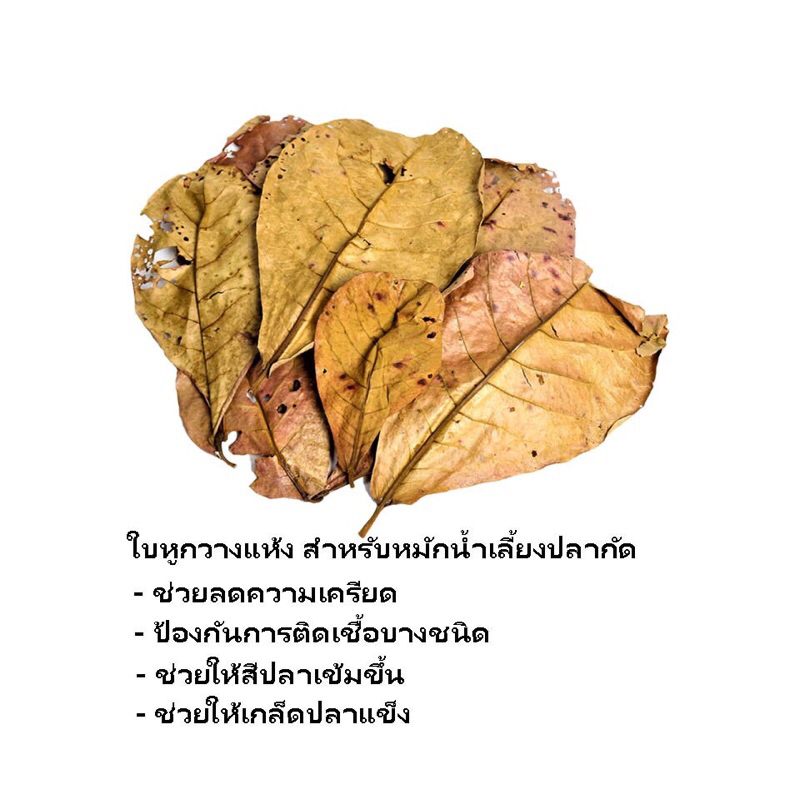 ส่งไว ใบหูกวาง ใบสวยเต็มใบ 15 ใบ Indian Almond Leaf Tannin for Betta Siamese Fighting ช่วยปรับสมดุลน้ำ สารพัดประโยชน์
