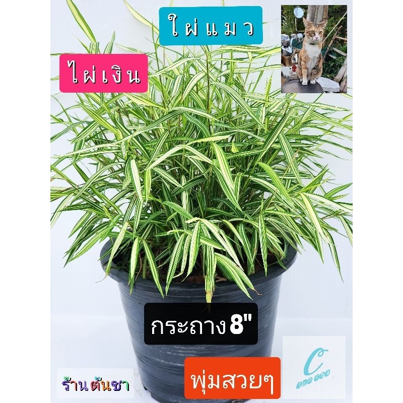 รูปภาพ 4