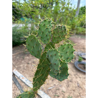 โอพันเทียทูน่า Opuntia tuna