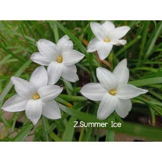 บัวดินสีขาว Z.Summer Ice ออกดอกบ่อย หัวละ15บาท