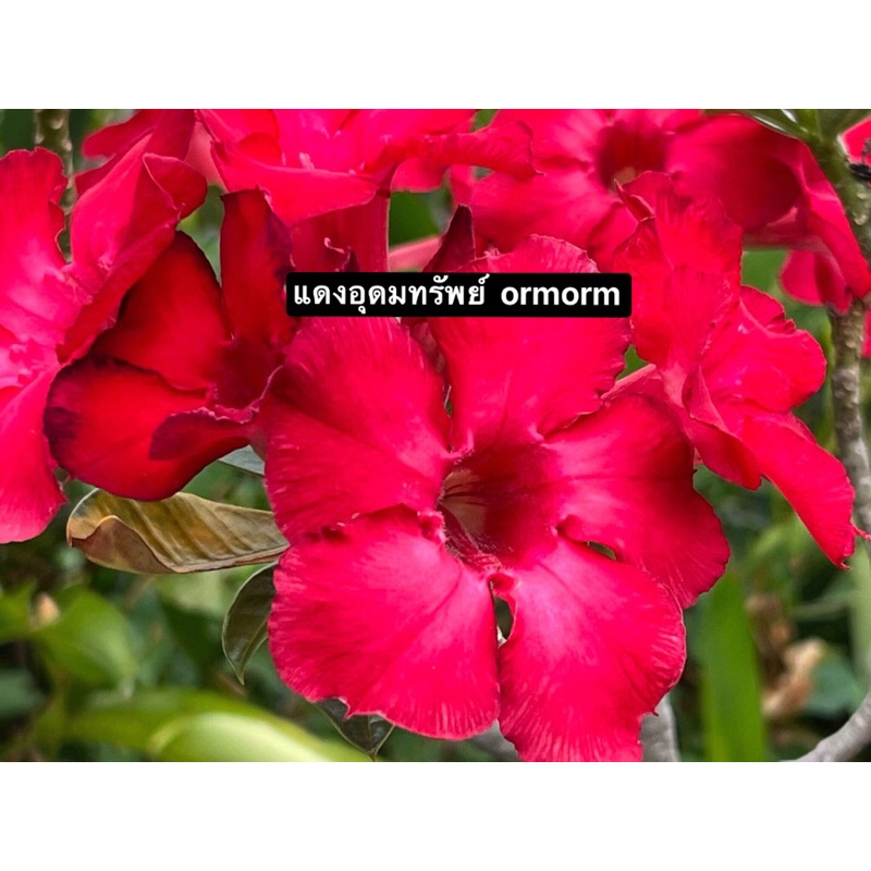 ชวนชมดอกชั้นเดียว-แดงอุดมทรัพย์ ชื่อเป็นมงคล ดอกใหญ่เป็นช่อ ดอกดก