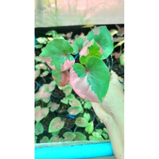 บอนสีชมพูทวีปcaladium