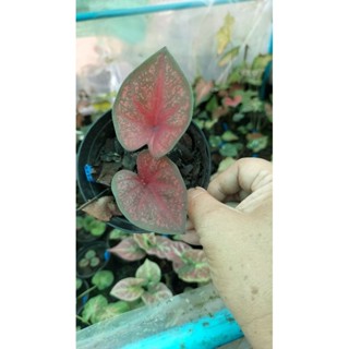 บอนสีศรีเทพารักษ์caladium