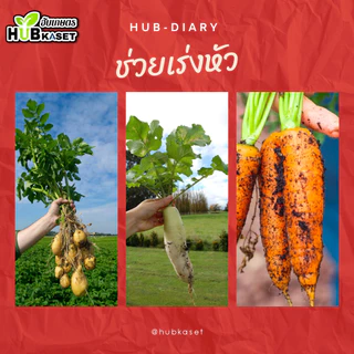 10-20-30 1กิโลกรัม (ปุ๋ยเกล็ดฟิวส์โก้) ขยายขนาดผล เพิ่มน้ำหนัก สีสวย