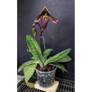 Paphiopedilum superbiens ขนาดกระถาง 2 นิ้ว