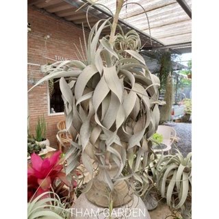 Tillandsia xerographica ทิลแลนเซียเซโร่