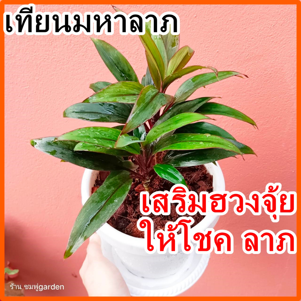 ต้นเทียนมหาลาภ เรียกโชคลาภให้ร้านค้า ต้นไม้มหาเฮง ร่มได้แดดได้