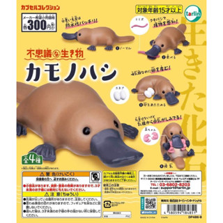 (เลือกแบบ) กาชาปองสัตว์ ตุ่นปากเป็ด • Mysterious Creature Platypus Gashapon