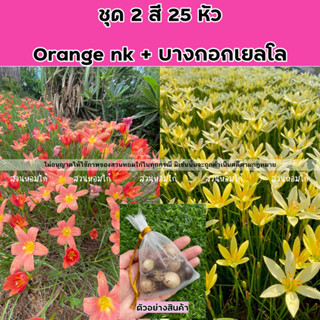 🌈บัวดินชุด2สี 25หัว บางกอกเยลโล + orange nk