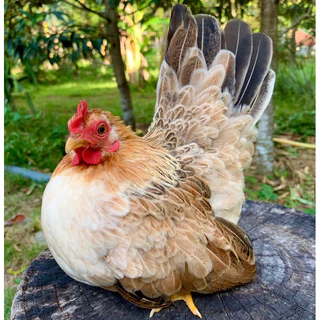 ไข่เชื้อไก่แจ้ สีป่าเหลือง ขาสั้นตอ ไข่มีเชื้อ ใบละ 40 บาท ซื้อ5ใบ แถมฟรี1ใบ (พ่อ-แม่พันธุ์ตามรูปเลยครับ)