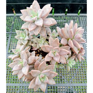 Graptoveria bronze  ไม้อวบน้ำ กุหลาบหิน