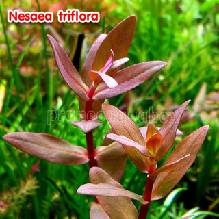 Nesaea triflora - เนซีอี้ ไตรฟลอร่า พร้อมปลูก ต้นไม้น้ำ ต้นไม้น้ำตกแต่งตู้ปลา ไม้น้ำตกแต่งตู้ปลา