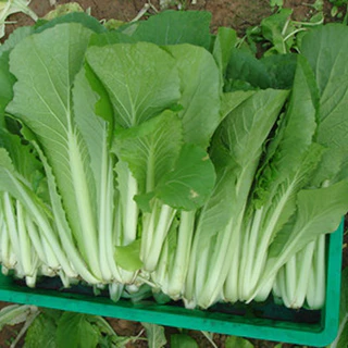 เมล็ดพันธุ์ผัก ผักกาดขาวปลี เมล็ดมัสตาร์ดขาว 800+เมล็ด [10 แถม 2] งอกง่าย โตไว☘️พุ่มใหญ่🌱ทานอร่อย